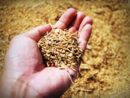 Risicoltura Novarese: focus sulle nuove tecniche agronomiche