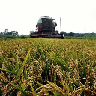 Crollo dei prezzi del riso italiano: Coldiretti denuncia l’invasione di prodotto estero a basso costo
