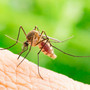 West Nile, due decessi nel Novarese: salgono a dieci i casi West Nile, due decessi nel Novarese: salgono a dieci i casi