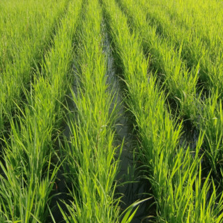 Coldiretti Piemonte: importante il tavolo riso per difendere nostri produttori da invasione asiatica
