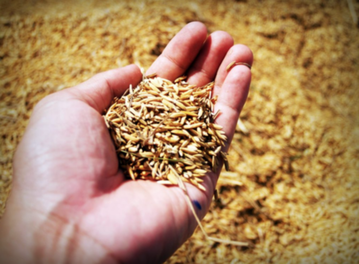Stop Ue all'importazione di riso estero con residui di triciclazolo