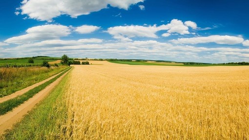Nel Novarese giovedì 4 settembre la 37ª Giornata della risicoltura
