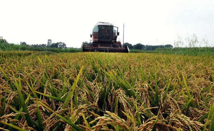 Crollo dei prezzi del riso italiano: Coldiretti denuncia l’invasione di prodotto estero a basso costo Crollo dei prezzi del riso italiano: Coldiretti denuncia l’invasione di prodotto estero a basso costo