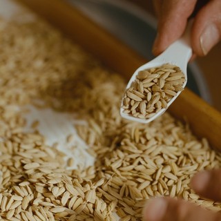 Crisi del riso, Confcooperative Piemonte: “Risaie asciutte, prezzi dimezzati e costi insostenibili. Il settore è al collasso”