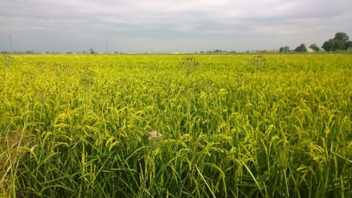 Riso, Coldiretti Novara-Vco: bene la richiesta di revisione della clausola di salvaguardia Riso, Coldiretti Novara-Vco: bene la richiesta di revisione della clausola di salvaguardia