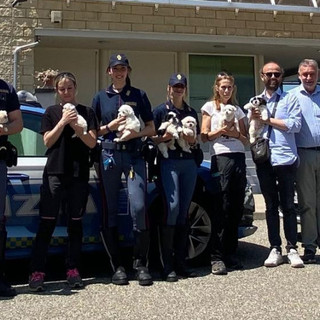 Fermato un furgone sull’A4: salvati nove cuccioli trasportati senza cure né documenti