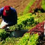 Coldiretti Piemonte: la multifunzionalità agricola strumento di resilienza per i giovani