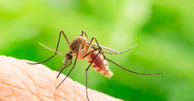 West Nile, due decessi nel Novarese: salgono a dieci i casi