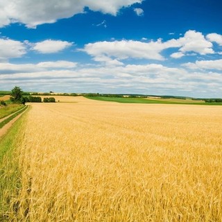 Nel Novarese giovedì 4 settembre la 37ª Giornata della risicoltura