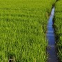 Slitta a ottobre il termine per la liberazione di oltre 4 mila fagiani