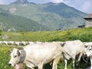 Il Consorzio di Tutela della Razza Piemontese premiato per qualità e sostenibilità