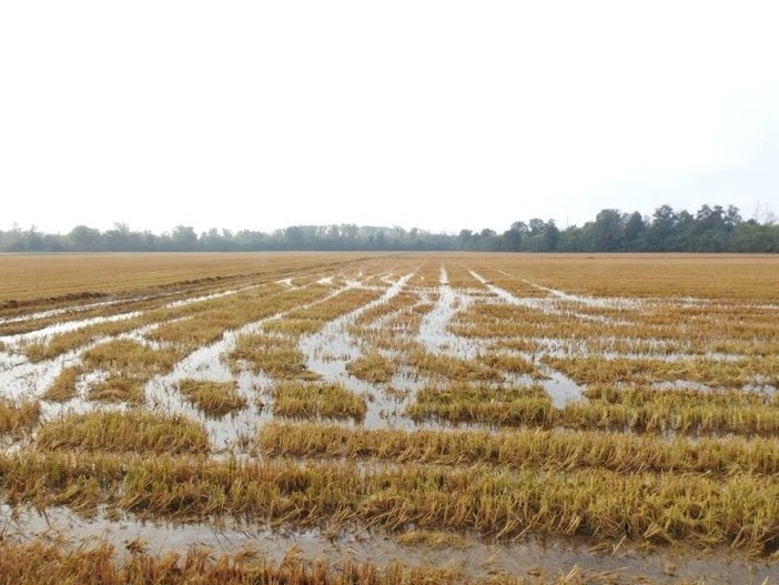 Maltempo del 16 e 17 aprile: le aziende agricole trecatesi potranno segnalare i danni