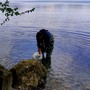 Immessi nel lago d'Orta cinquecento avannotti di luccio italico