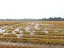 Maltempo del 16 e 17 aprile: le aziende agricole trecatesi potranno segnalare i danni