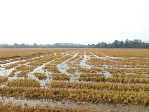 Maltempo del 16 e 17 aprile: le aziende agricole trecatesi potranno segnalare i danni