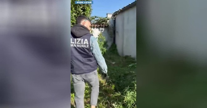 Carpignano Sesia, scoperta una serra di marijuana in casa: arrestato 48enne VIDEO Carpignano Sesia, scoperta una serra di marijuana in casa: arrestato 48enne VIDEO