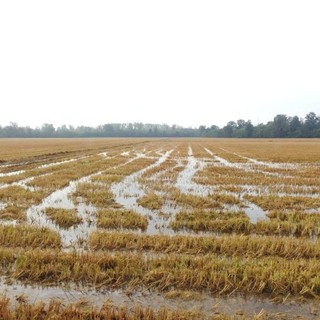 Maltempo del 16 e 17 aprile: le aziende agricole trecatesi potranno segnalare i danni