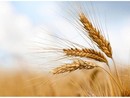 Produzione cerealicola, Coldiretti Piemonte: "Prospettive di buona qualità e di incremento delle superfici"