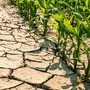 Caldo e siccità, è allarme in Piemonte: "Raccolti a rischio, servono interventi urgenti"