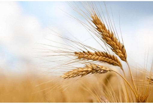 Produzione cerealicola, Coldiretti Piemonte: &quot;Prospettive di buona qualità e di incremento delle superfici&quot;