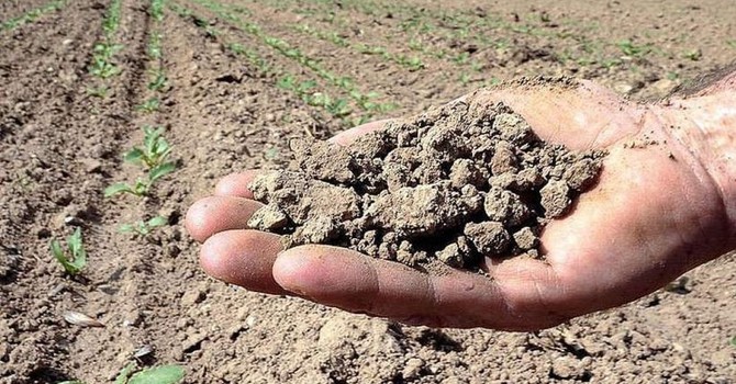 Siccità, a Gattico-Veruno scatta l’allarme acqua: salvati i pesci della Palude Siccità, a Gattico-Veruno scatta l’allarme acqua: salvati i pesci della Palude