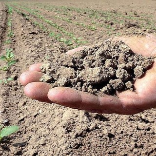 Siccità, a Gattico-Veruno scatta l’allarme acqua: salvati i pesci della Palude