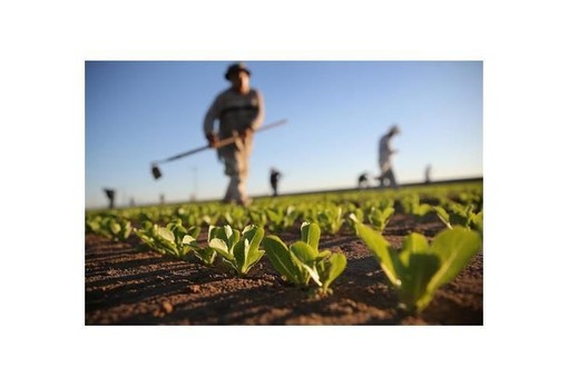 Caporalato, Rossi e Canalis (Pd): &quot;L'agricoltura in evoluzione impone nuove misure&quot;
