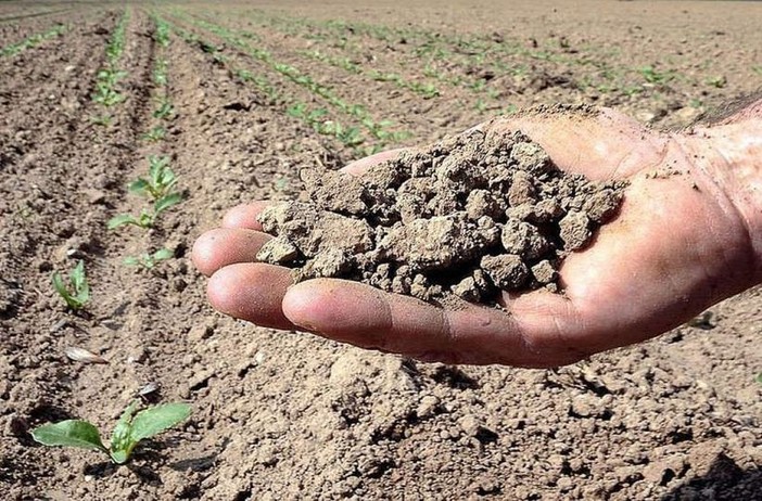 Siccità, a Gattico-Veruno scatta l’allarme acqua: salvati i pesci della Palude Siccità, a Gattico-Veruno scatta l’allarme acqua: salvati i pesci della Palude
