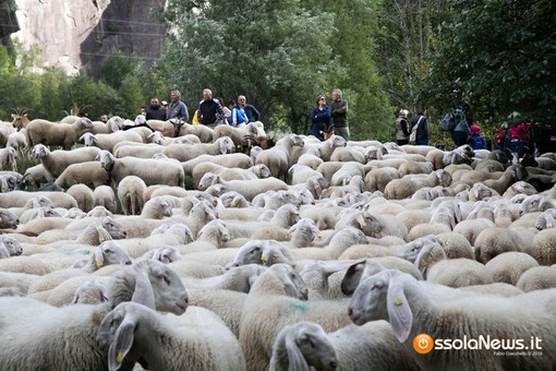 Allasia: "La transumanza occasione per rilanciare la montagna piemontese" Allasia: "La transumanza occasione per rilanciare la montagna piemontese"