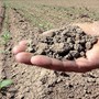 Siccità, a Gattico-Veruno scatta l’allarme acqua: salvati i pesci della Palude Siccità, a Gattico-Veruno scatta l’allarme acqua: salvati i pesci della Palude
