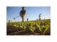 Caporalato, Rossi e Canalis (Pd): &quot;L'agricoltura in evoluzione impone nuove misure&quot;