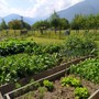 Vendemmia 2026, meno uva per la siccità ma preoccupano le cantine piene Vendemmia 2026, meno uva per la siccità ma preoccupano le cantine piene