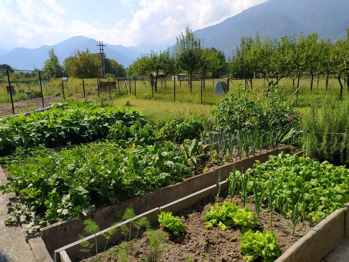 Vendemmia 2026, meno uva per la siccità ma preoccupano le cantine piene