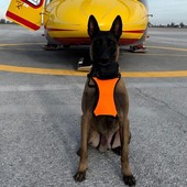 Attive da oggi le unità cinofile da valanga del Soccorso Alpino piemontese Attive da oggi le unità cinofile da valanga del Soccorso Alpino piemontese