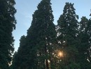 Pomeriggio con Novara Green per la tutela dell’ambiente urbano