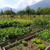 Vendemmia 2026, meno uva per la siccità ma preoccupano le cantine piene