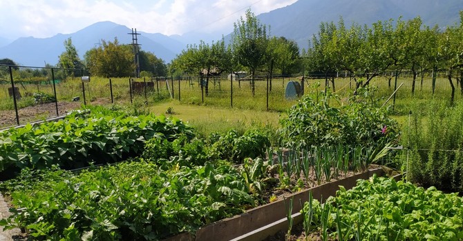 Vendemmia 2026, meno uva per la siccità ma preoccupano le cantine piene