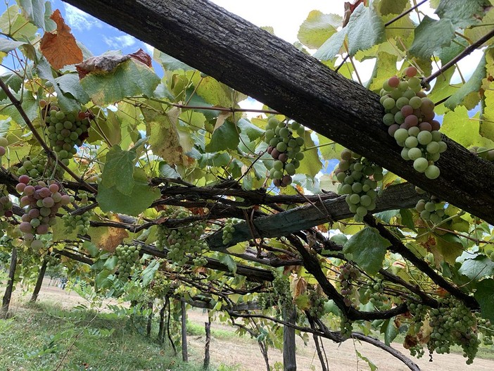 Ristrutturazione dei vigneti: fondi anche per Novara Ristrutturazione dei vigneti: fondi anche per Novara