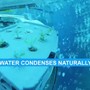 L'orto di Nemo, in Liguria piante terrestri sotto il mare: "Quest'anno ottimo raccolto" L'orto di Nemo, in Liguria piante terrestri sotto il mare: "Quest'anno ottimo raccolto"