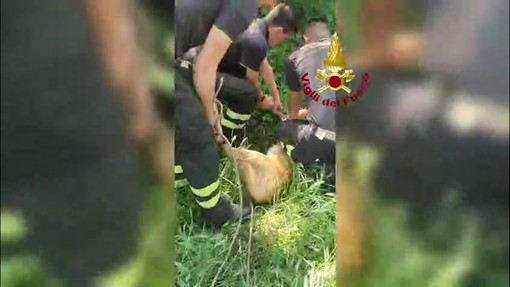 Capriolo cade in un canale a Udine, il salvataggio dei vigili del fuoco