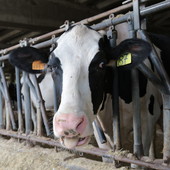 Qualità dell’aria e allevamenti: incontri informativi della Cia sul nuovo piano agricoltura Qualità dell’aria e allevamenti: incontri informativi della Cia sul nuovo piano agricoltura