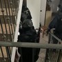 Quattro arresti 4 per attentato a Ranucci, blitz dei carabinieri: le immagini dall'alto e in un appartamento