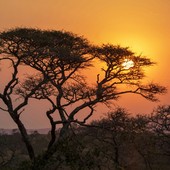 Dal Serengeti al Kalahari: Le Aree Protette Africane Che Ogni Viaggiatore Sogna di Visitare