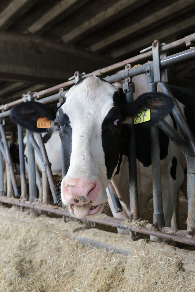 Qualità dell’aria e allevamenti: incontri informativi della Cia sul nuovo piano agricoltura