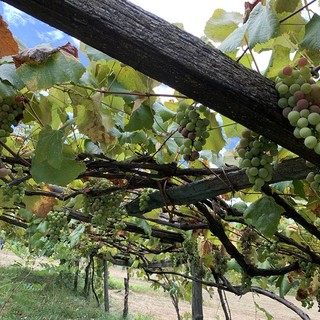 Ristrutturazione dei vigneti: fondi regionali anche per Novara
