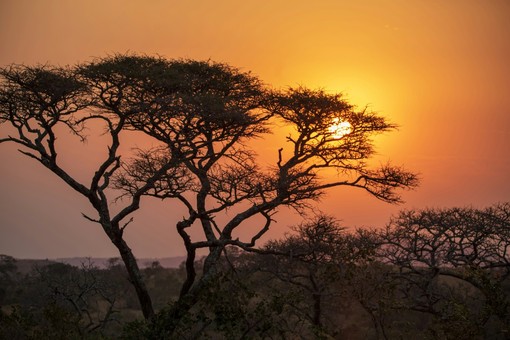 Dal Serengeti al Kalahari: Le Aree Protette Africane Che Ogni Viaggiatore Sogna di Visitare