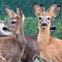 Belluno, liberati tre cuccioli di capriolo diventati fratelli dopo le cure