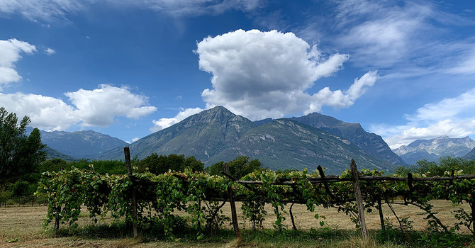 Vigneti devastati nel Novarese, appello a Meloni e Cirio: "Servono aiuti immediati"