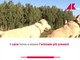 Un italiano su tre vive con un animale da compagnia