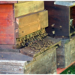 Il 20 maggio “giornata mondiale delle api” al bioparco e nel giardino dei ciliegi